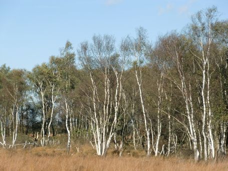 De Peel : NSG Mariapeel, Herbstimpressionen